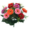 FLEURS BUISSON MARGUERITES COLOREES